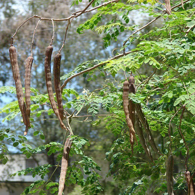 48 Degrees Moringa Seeds Seed(500 per packet)