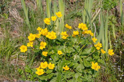sporos Celendula Seed(25 per packet)