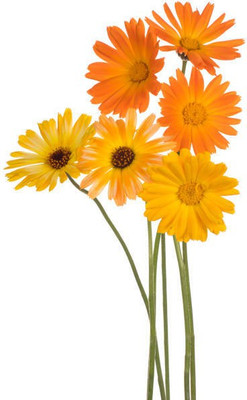 sporos Celendula Seed(25 per packet)