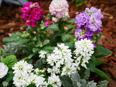 sporos Candytuft Seed(25 per packet)