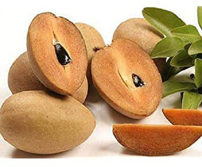 V Seed Chiku 2 Seed Seed(2 per packet)