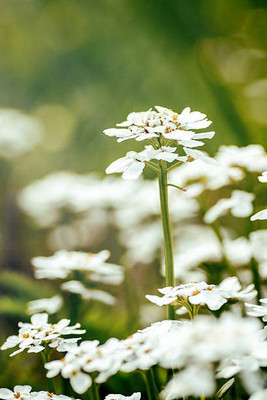 sporos Candytuft Seed(20 per packet)