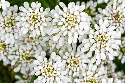 sporos Candytuft Seed(20 per packet)