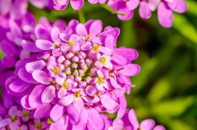 sporos Candytuft Seed(40 per packet)
