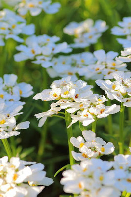 sporos Candytuft Seed(20 per packet)