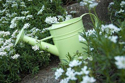 sporos Candytuft Seed(20 per packet)