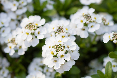 sporos Candytuft Seed(20 per packet)
