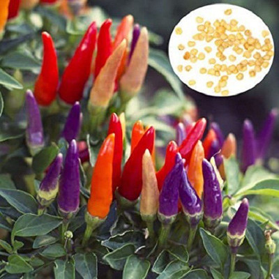 V Seed Ornamental Chilli 11 Seed Seed(11 per packet)