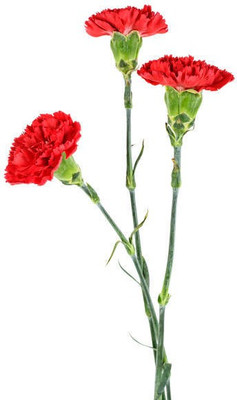 sporos Carnation Seed(10 per packet)