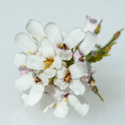 sporos Candytuft Seed(40 per packet)