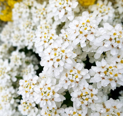sporos Candytuft Seed(15 per packet)