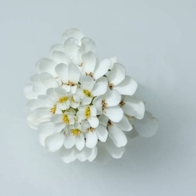 sporos Candytuft Seed(40 per packet)