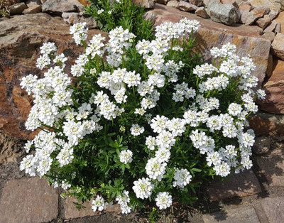 sporos Candytuft Seed(10 per packet)