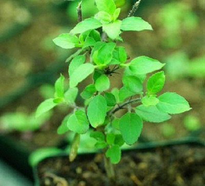 V Seed Ram Tulsi Seed(10 per packet)