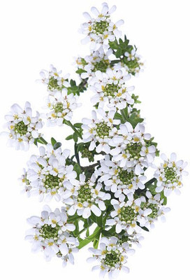 sporos Candytuft Seed(20 per packet)