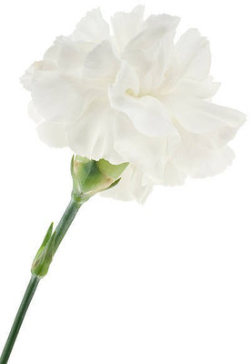 sporos Carnation Seed(10 per packet)