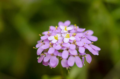 sporos Candytuft Seed(20 per packet)