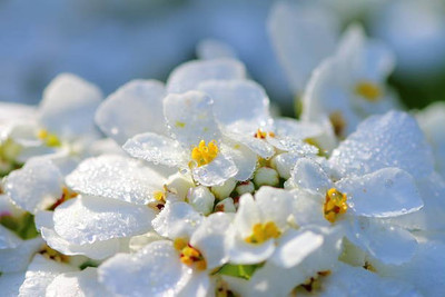 sporos Candytuft Seed(20 per packet)
