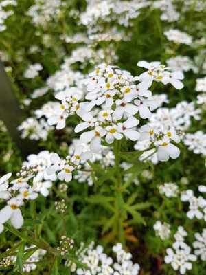 sporos Candytuft Seed(10 per packet)
