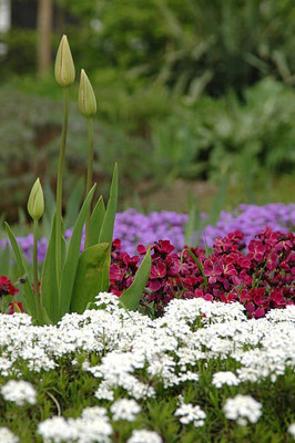 sporos Candytuft Seed(10 per packet)