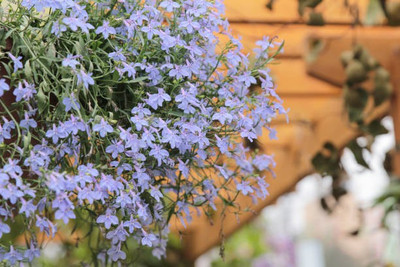 sporos Candytuft Seed(15 per packet)