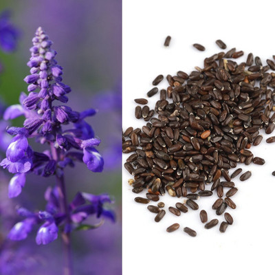 V Seed Lavender Seed(10 per packet)