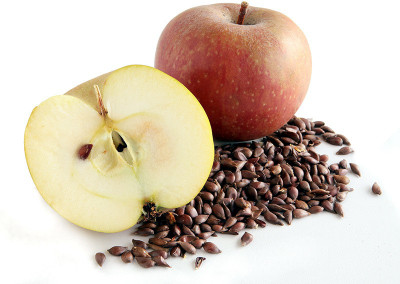 V Seed Apple 2 Seed Seed(2 per packet)