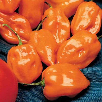V Seed haberno pepper seed Seed(40 per packet)