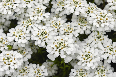 sporos Candytuft Seed(20 per packet)