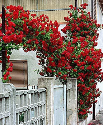 Samarthgreens Rose Plant(Hybrid, Pack of 1)