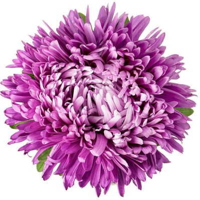 sporos Chrysanthemum Double Mixed Seed(20 per packet)