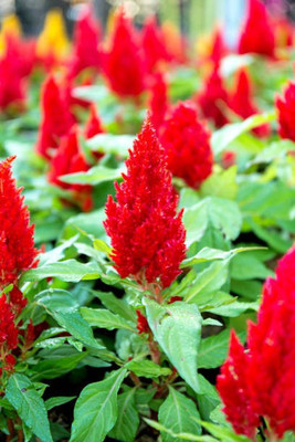 sporos Celosia Seed(10 per packet)