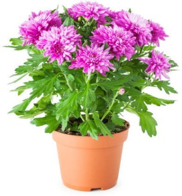 Splorias Chrysanthemum Mixed Flower Seed(10 per packet)