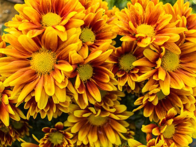 sporos Chrysanthemum Flower Seed(40 per packet)