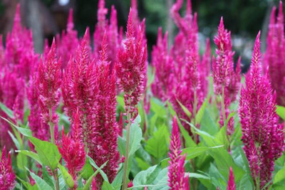 sporos Celosia Seed(20 per packet)