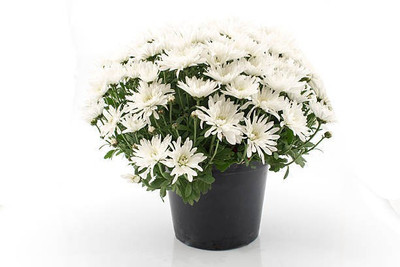 sporos Chrysanthemum Good Result Flower Seed(35 per packet)