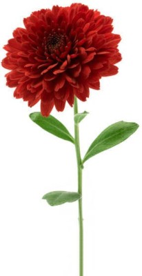 sporos Chrysanthemum f1 Flower Seed(40 per packet)