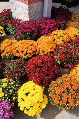 Splorias Garden Chrysanthemum Mixed Flower Seed(15 per packet)