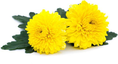 sporos Chrysanthemum Best Result Flower Seed(10 per packet)