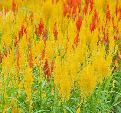sporos Celosia Seed(10 per packet)