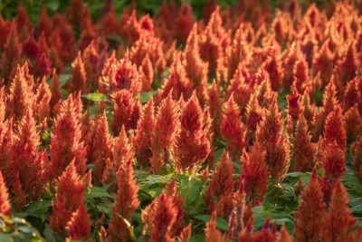 sporos Celosia Seed(30 per packet)