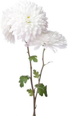 sporos Chrysanthemum Seed(25 per packet)