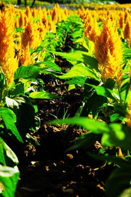 sporos Celosia Seed(50 per packet)