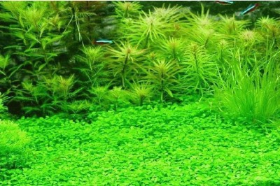 Futaba Aquarium Grass Seeds - 50 Pcs Seed(50 per packet)