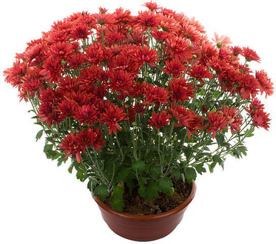 Splorias Chrysanthamum Mix/Chamanti Seed(35 per packet)