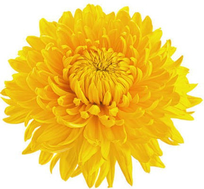 sporos Chrysanthemum Good Result Flower Seed(40 per packet)