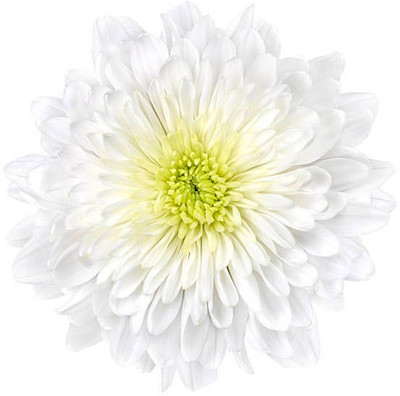 sporos Chrysanthemum Double Mixed Seed(20 per packet)