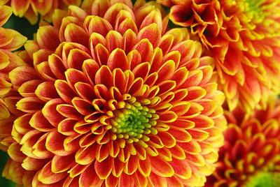 sporos Chrysanthemum Tree Flower Seed(35 per packet)