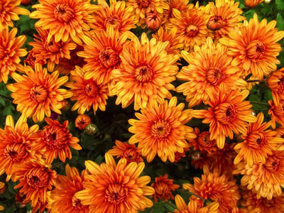 sporos Chrysanthemum Best Result Flower Seed(25 per packet)