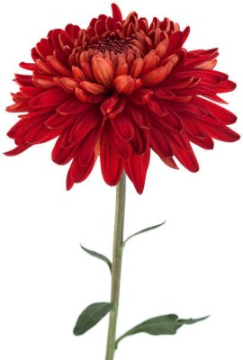 sporos Chrysanthemum Plant Flower Seed(25 per packet)